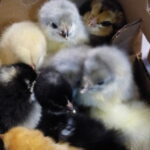 Chicks in shipping box.