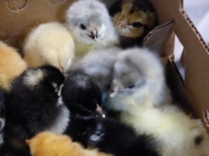Chicks in shipping box.