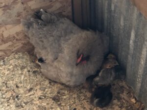 Mother hen keeps babies warm.