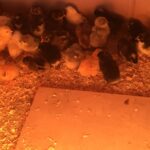 chicks resting