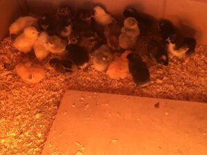 chicks resting