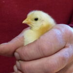 Baby chick in a hand.