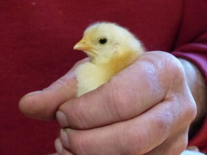Baby chick in a hand.
