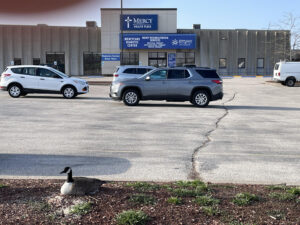 Mother goose on "island" at parking lot.