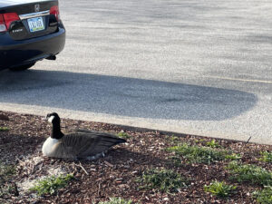 Mother Goose on parking lot nest