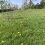 View of dandelions in grass and none in emerging prairie.