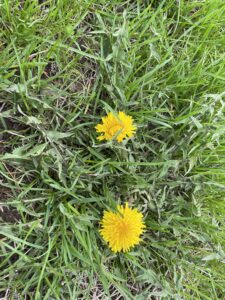 Dandelions are an early insect food.
