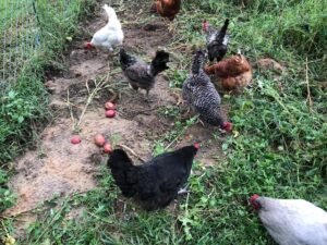 Chickens foraging in potato crop