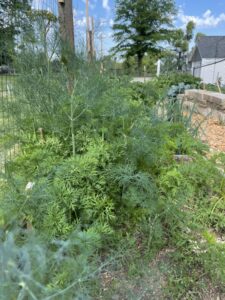Carrot tops and dill