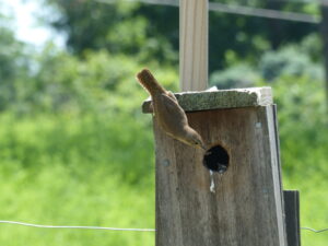 adult wren lures young out