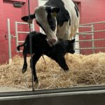 calf and mother cow