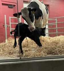 Have Your Seen a Calf Being Birthed?