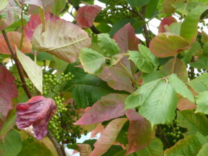 Poison Ivy Berries