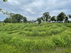 emerging prairie plants in labyrinth