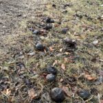 Walnuts on ground