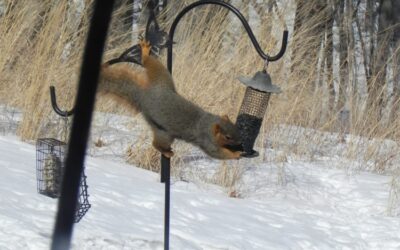 Amusing Winter Squirrels