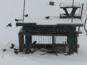 sparrows feeding in winter