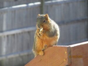 Squirrel eats peanuts