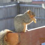 Squirrel eating peanut.