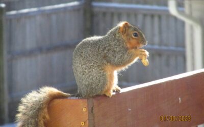 Furless Tailed Squirrel Update