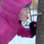 Girl with tongue catching drop of sap.