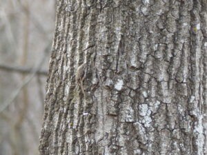 Brown creeper on tree.