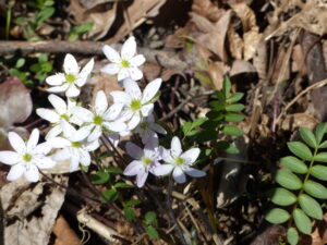 Early spring flower