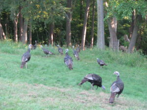 Flock of turkeys in yard