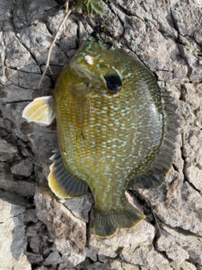 Hybrid sunfish are colorful.