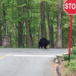 Bear ambling past a Stop sign.