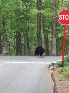 Bear ambling past a Stop sign.