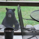 Bear peering in window.