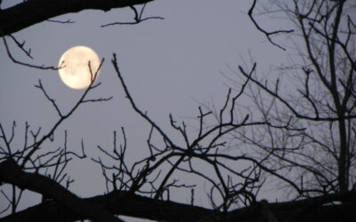 Seeking the Dark Sky