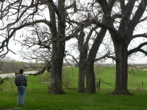 Man by old tree