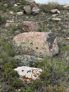 Colorful lichen on rocks.