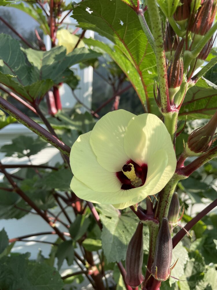 Okra Gumbo - Healthy Harvest of North Iowa