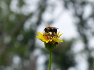 Bee on Cupplant
