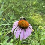 Bumblebee on Coneflower