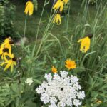 Queen Anne's Lace and Yellow coneflower