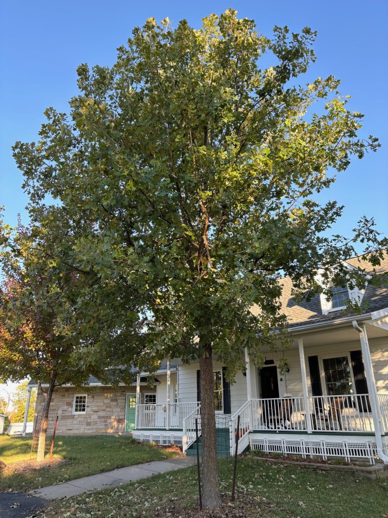 What is a Magnet Oak? - Winding Pathways