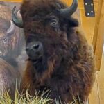 Bison mount on wall.