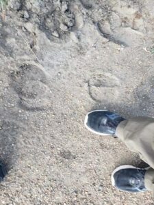 Bison print and man's foot for comparison