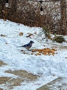 Male Blue Jay on ground.