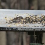 Male House Sparrow on platform feeder