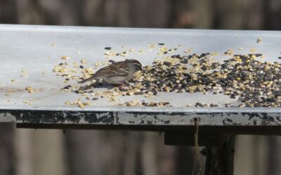 We Found A Way to Thwart House Sparrows!