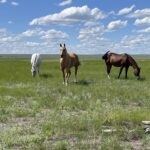 three horses in field