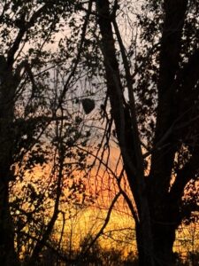 Bald-faced hornet nest silhouette in early morning light.