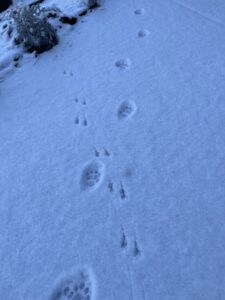 Cat and bird tracks