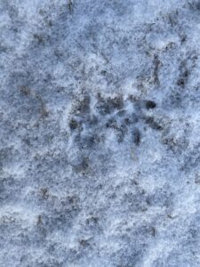 splayed fingers of an opossum