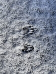 Raccoon tracks similar to hands